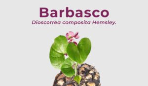 Barbasco - Dioscorrea composita Hemsley