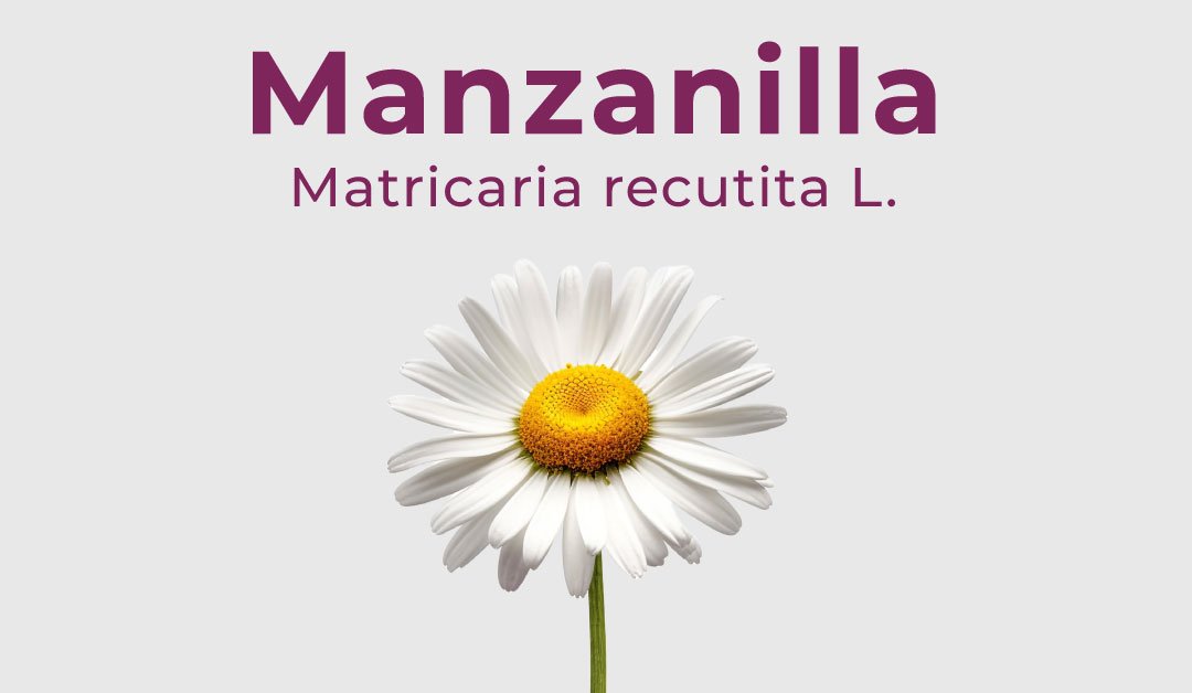 Manzanilla - Planta medicinal