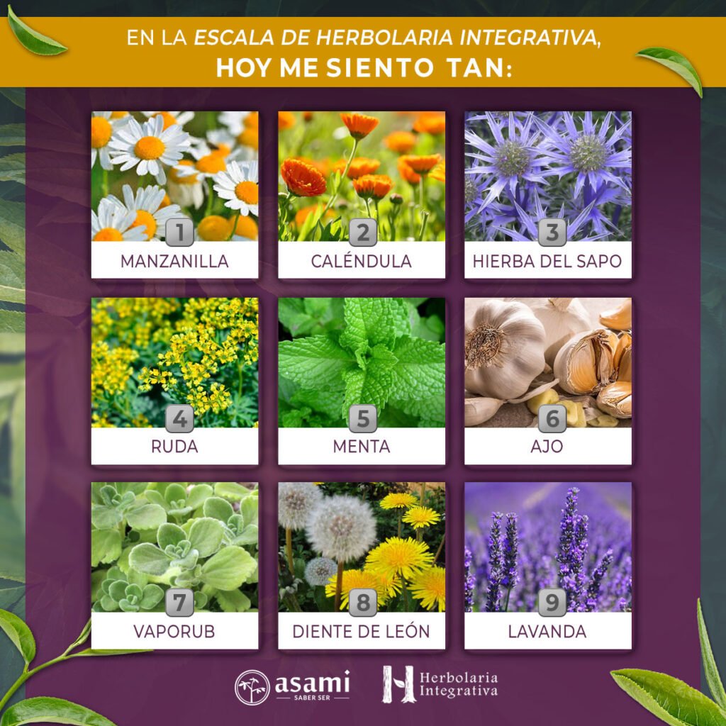 Herbolaria Integrativa. Planta medicinal. Herbolaria. Manzanilla. Caléndula. Hierba del sapo. Ruda. Menta. Ajo. Vaporub. Diente de león. Lavanda.