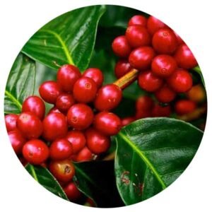 Plantas medicinales - Café