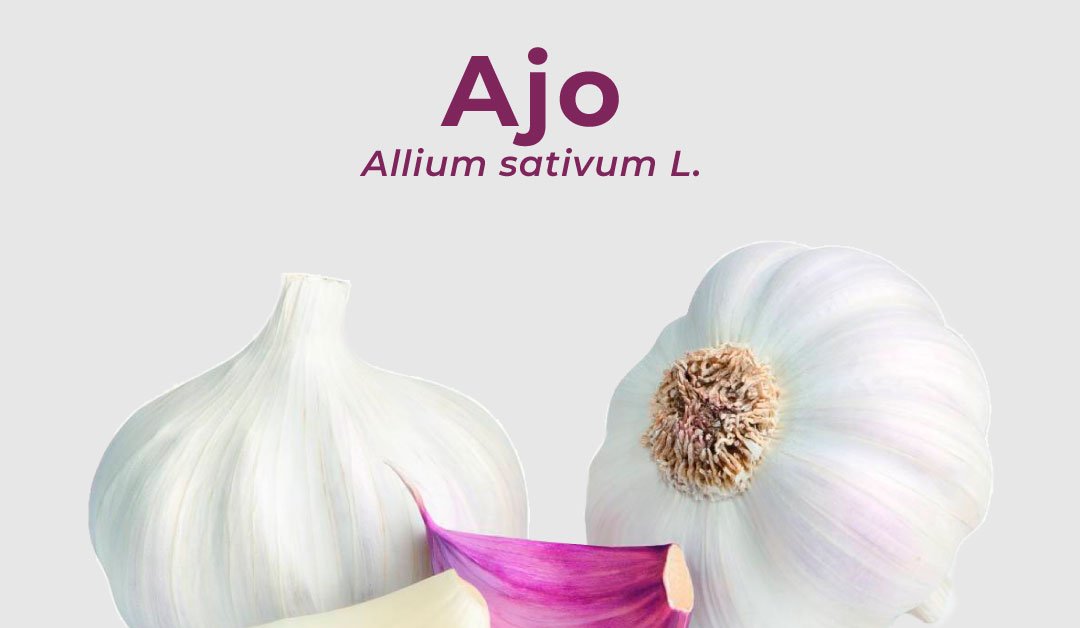 Ajo. Allium sativum L. Presión arterial alta, reumatismo, diabetes, parásitos, sarna, granos, mezquinos, tos, asma, anginas, acelerar el parto, várices, ansiedad, insomnio, anemia, mal de orín, caries, piojos, caspa, promover la menstruación, hidropesía, callos, mejorar la digestión, bronquitis.