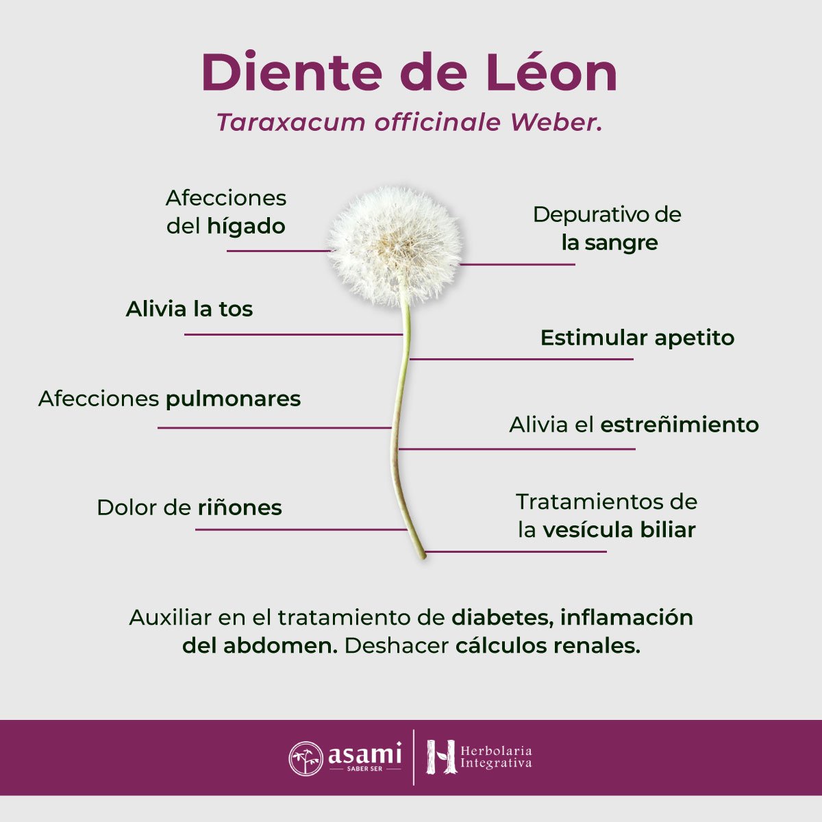 Diente de León. Taraxacum officinale Weber. Se ha utilizado tradicionalmente para una variedad de propósitos medicinales. Se cree que tiene propiedades diuréticas, lo que significa que puede ayudar a aumentar la producción de orina y promover la eliminación de toxinas del cuerpo. También se ha utilizado para tratar problemas digestivos, estimular el apetito y apoyar la función hepática.