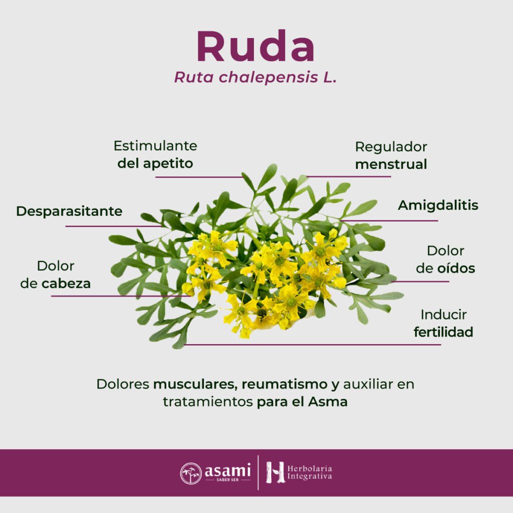 Ruda. Regulador menstrual, dolor menstrual, tónico de matriz, inducir fertilidad, dolor de cabeza, dolor de oídos, dolores musculares, reumatismo, amigdalitis, tratamiento para el asma, estimulante del apetito, ventosidad estomacal, cólicos, diarrea, halitosis, contra parásitos, lavado de ojos irritados, desinflamante general, hidropesía, picazones del corazón, problemas de la piel, uso místico (mal aire, mal de ojo, espanto, brujería).