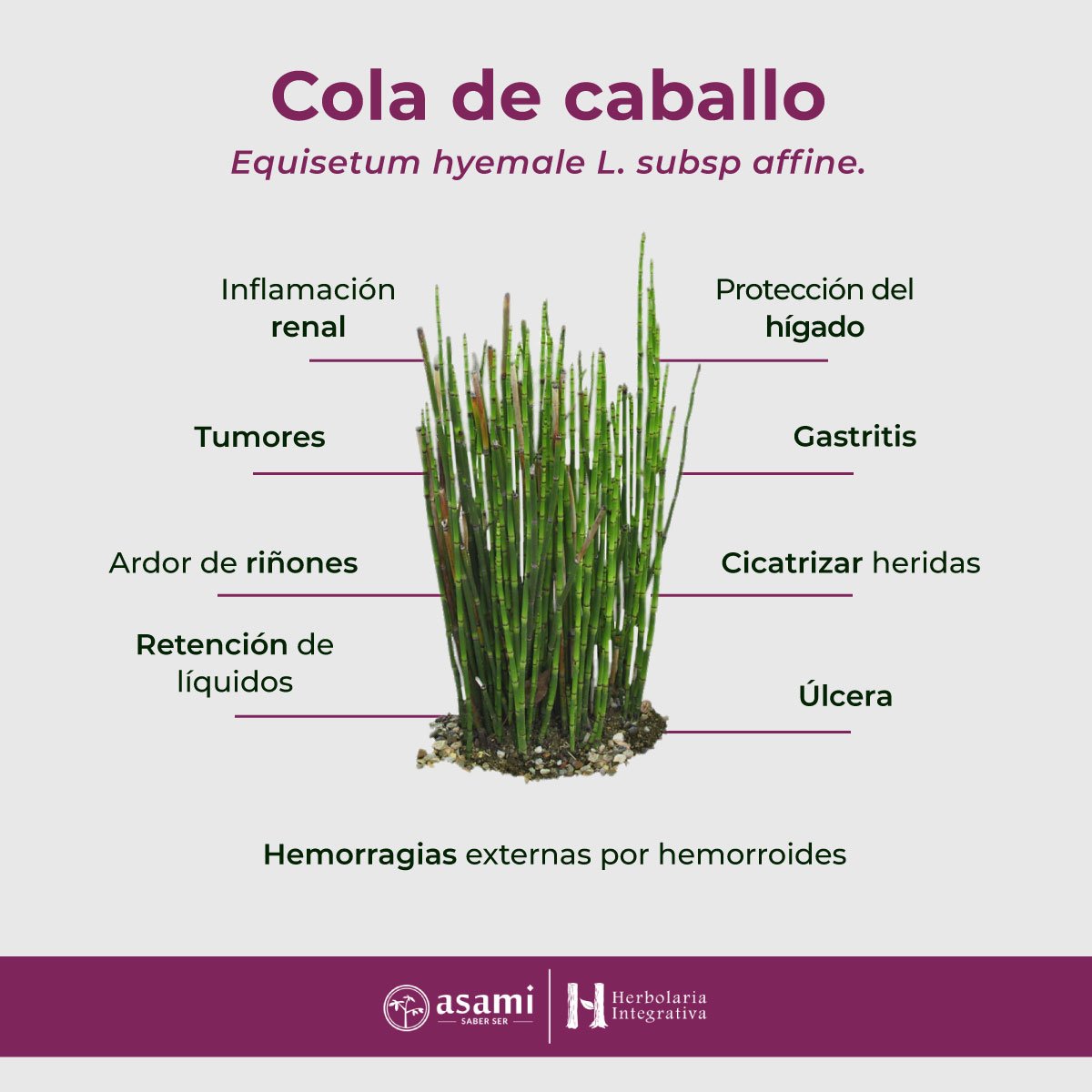 Cola de Caballo. Planta medicinal. Retención de líquidos, inflamación renal, tumores protección del hígado, ardor de riñones, gastritis, úlcera, cicatrizar heridas, hemorragias externas por hemorroides.
