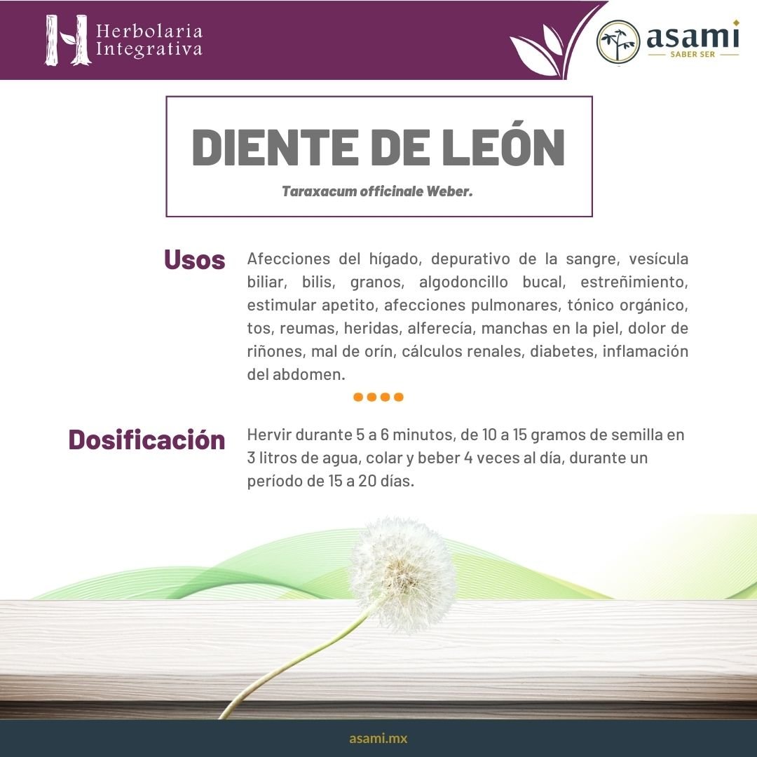 Diente de León. Herbolaria. Planta medicinal. Uso tradicional: afecciones del hígado, depurativo de la sangre, vesícula biliar, bilis granos, algodoncillo bucal, estreñimiento, estimular apetito, afecciones pulmonares, tónico orgánico, tos, reumas, heridas, alferecía, manchas en la piel, dolor de riñones, mal de orín, cálculos renales, diabetes, inflamación del abdomen.