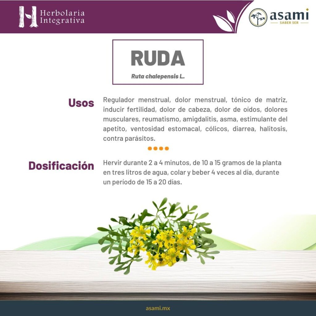 Ruda. Regulador menstrual, dolor menstrual, tónico de matriz, inducir fertilidad, dolor de cabeza, dolor de oídos, dolores musculares, reumatismo, amigdalitis, tratamiento para el asma, estimulante del apetito, ventosidad estomacal, cólicos, diarrea, halitosis, contra parásitos, lavado de ojos irritados, desinflamante general, hidropesía, picazones del corazón, problemas de la piel, uso místico (mal aire, mal de ojo, espanto, brujería)