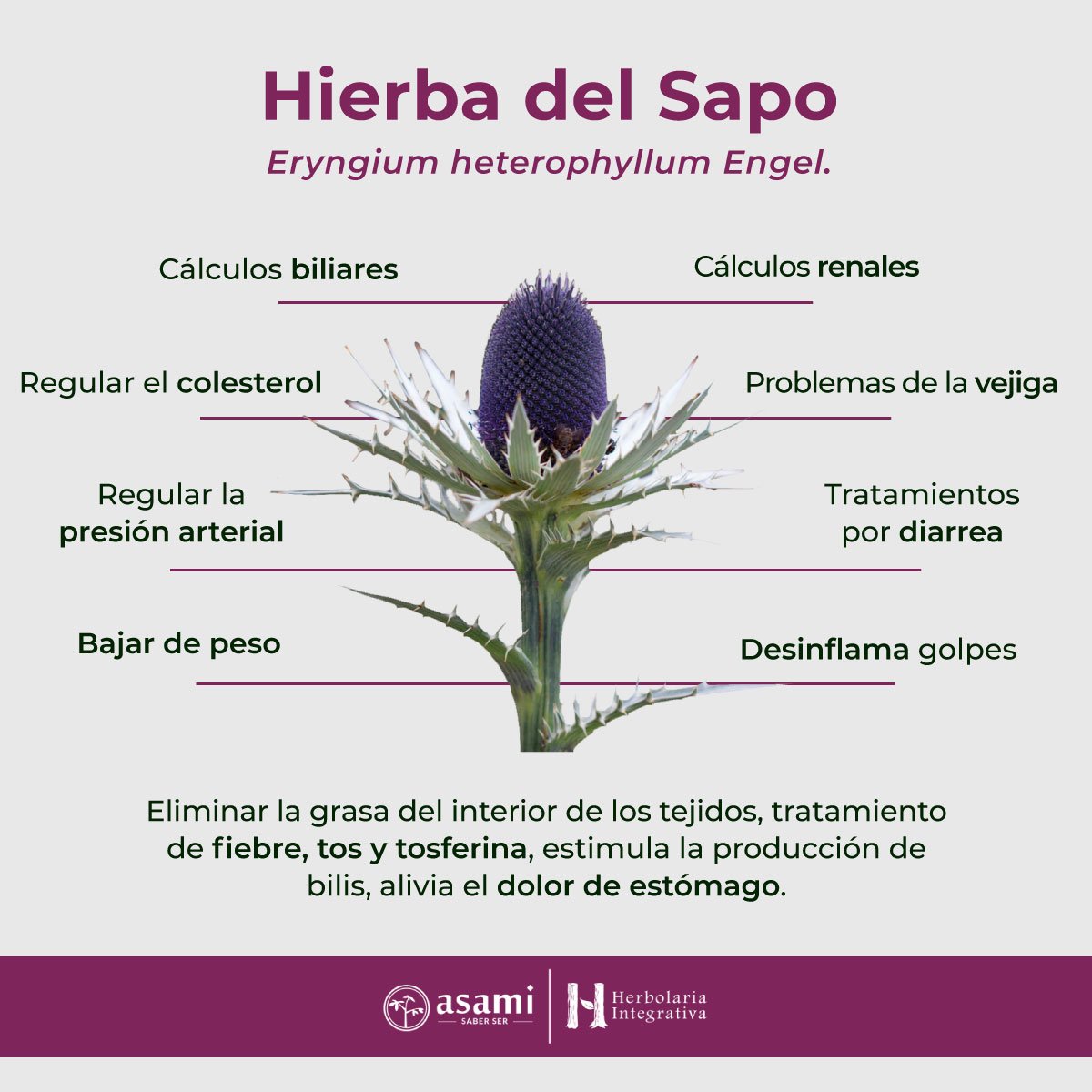 La Hierba del Sapo se consume comúnmente en forma de infusión, donde se hierven las hojas y tallos en agua. También se puede encontrar en cápsulas y extractos.