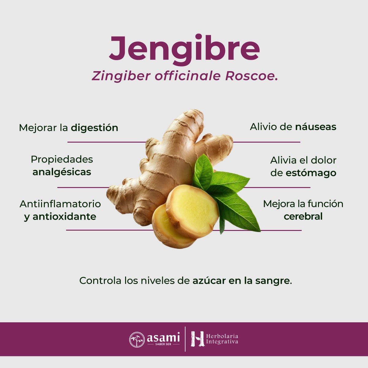 Jengibre. Planta medicinal utilizada como: Analgésico, antiinflamatorio y antioxidante, alivio de náuseas, mejora la digestión, control de los niveles de azúcar en la sangre, Mejora de la función cerebral.