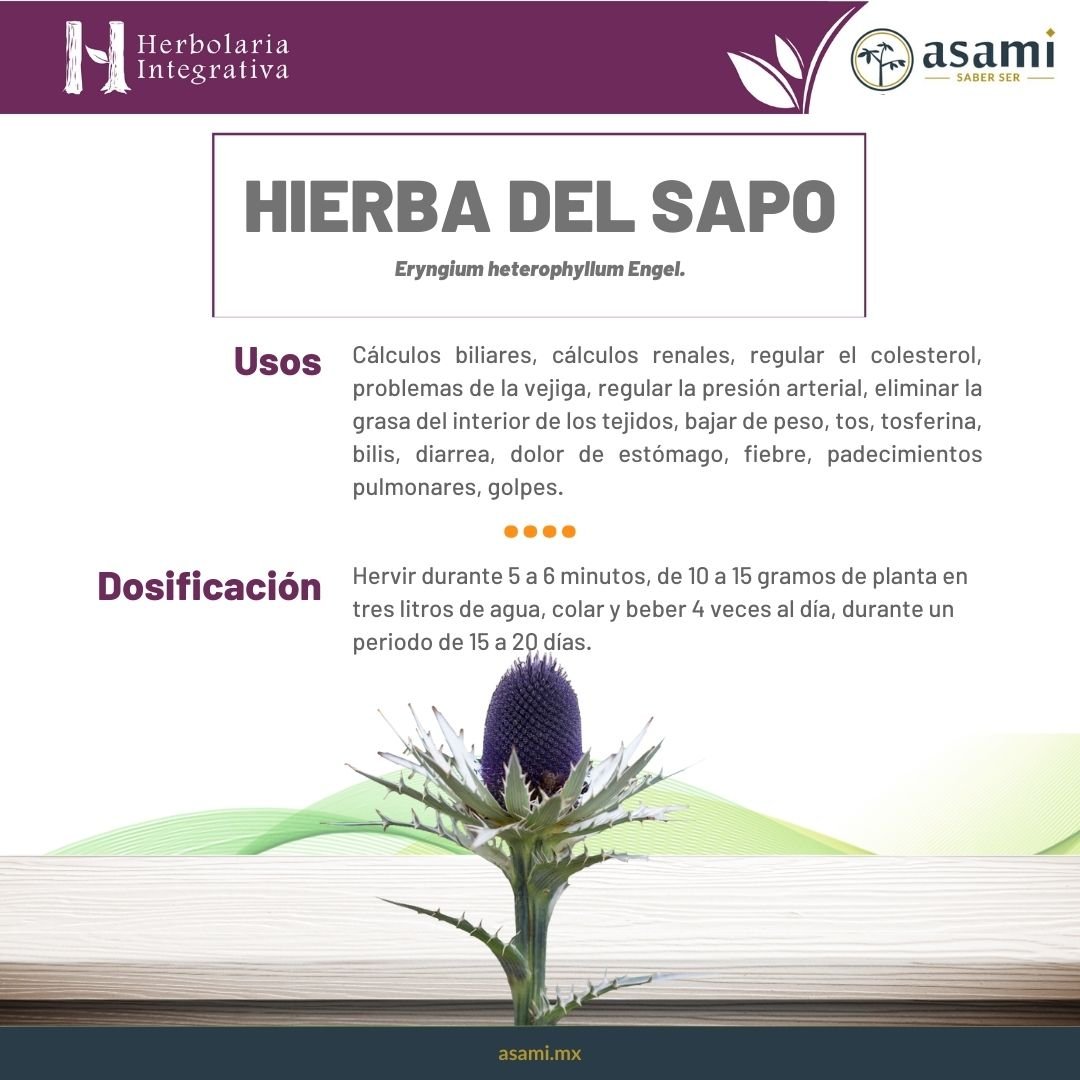 Hierba del Sapo. Planta medicinal. cálculos biliares, cálculos renales, regular el colesterol, problemas de la vejiga, regular la presión arterial, eliminar la grasa del interior de los tejidos, bajar de peso, tos, tosferina, bilis, diarrea, dolor de estómago, fiebre, padecimientos pulmonares, golpes.