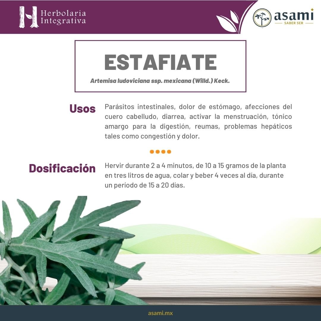 Parásitos intestinales, dolor de estómago, afecciones del cuero cabelludo, diarrea, activar la menstruación, tónico amargo para la digestión, reumas, problemas hepáticos tales como congestión y dolor.