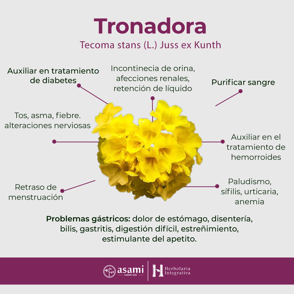 Tronadora. Auxiliar en padecimientos gástricos, circulatorios, del sistema nervioso y diabetes.