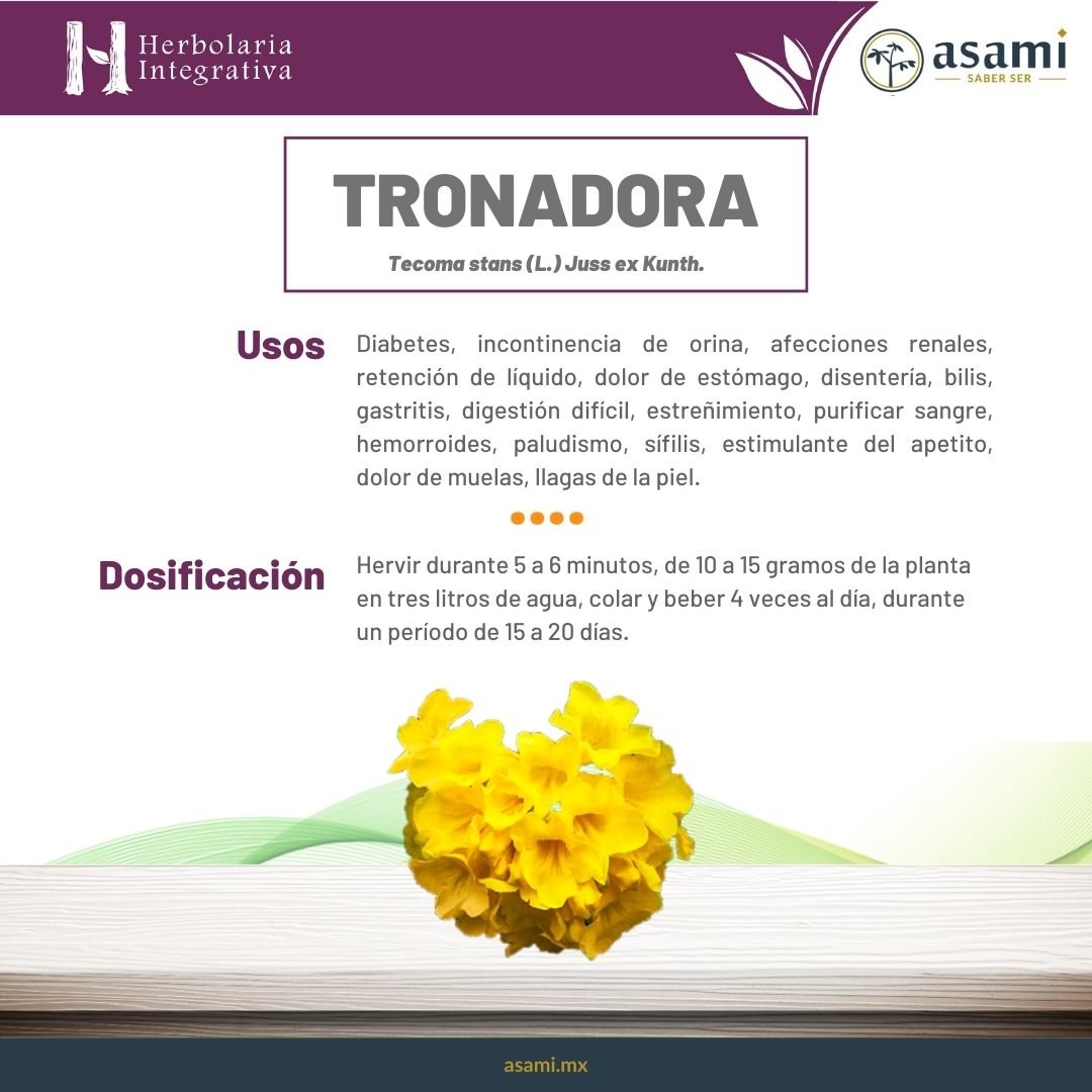 Tronadora. Planta medicinal. Herbolaria mexicana. Diabetes, incontinecia de orina, afecciones renles, retención de líquido, dolor de estómago, disentería, bilis, gastritis, digestión difícil, estreñimiento, purificar sangre, hemorroides, paludismo, sífilis, estimulante del apetito, dolor de muelas, llagas de la piel, urticaria, fiebre, alteraciones nerviosas, dolor de cabeza, tos, asma, anemia, fiebre, retraso de menstruación.